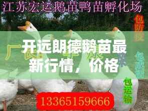 开远朗德鹅苗最新行情,价格走势揭秘