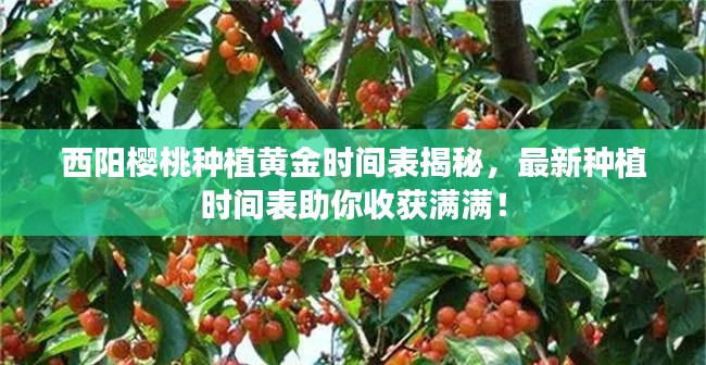 西阳樱桃种植黄金时间表揭秘,最新种植时间表助你收获满满!