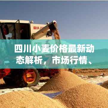 四川小麦价格最新动态解析，市场行情、趋势一网打尽！