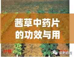 茜草中药片的功效与用途，百度权威收录，不容错过！