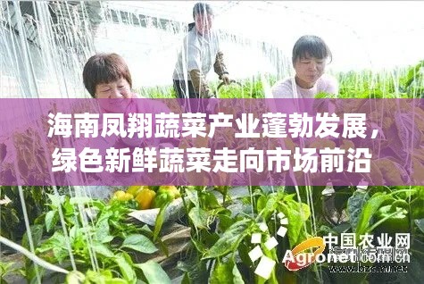 海南凤翔蔬菜产业蓬勃发展,绿色新鲜蔬菜走向市场前沿头条新闻
