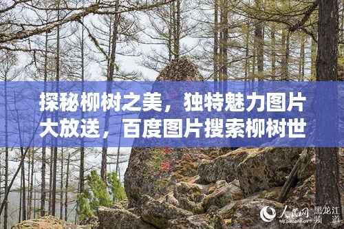 探秘柳树之美,独特魅力图片大放送,百度图片搜索柳树世界